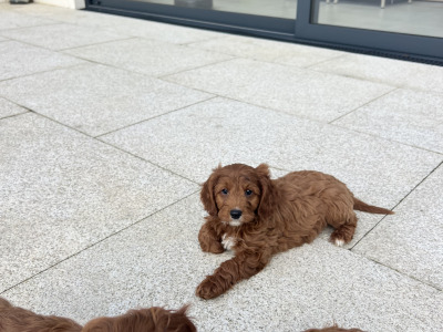 Dark Red Cavapoo puppies in Wexford