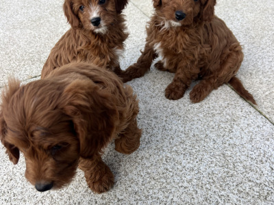 Dark Red Cavapoo puppies in Wexford