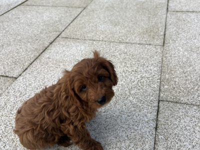 Dark Red Cavapoo puppies in Wexford