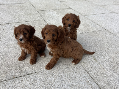 Dark Red Cavapoo puppies in Wexford