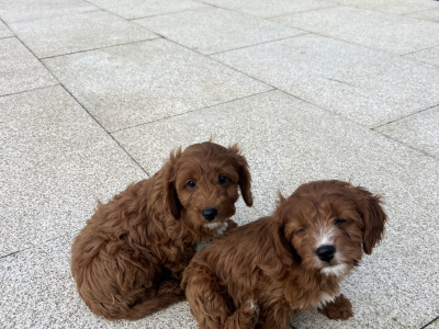 Dark Red Cavapoo puppies in Wexford