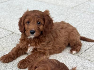 Dark Red Cavapoo puppies in Wexford