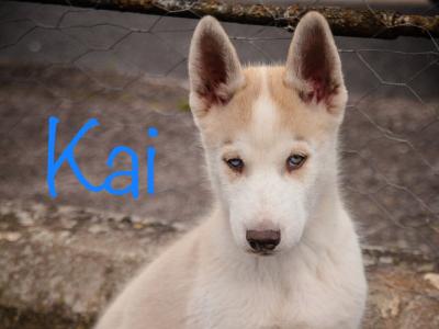 Beautiful Siberian Husky, Shiba Inu crossbreed puppies in Cork. Very unique and rare 🐾