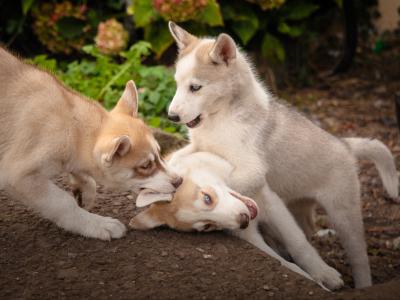 Beautiful Siberian Husky, Shiba Inu crossbreed puppies in Cork. Very unique and rare 🐾