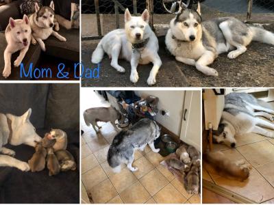 Beautiful Siberian Husky, Shiba Inu crossbreed puppies in Cork. Very unique and rare 🐾