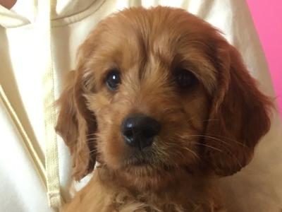 2 Miniature Irish Doodle puppies in Tipperary