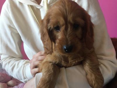 2 Miniature Irish Doodle puppies in Tipperary