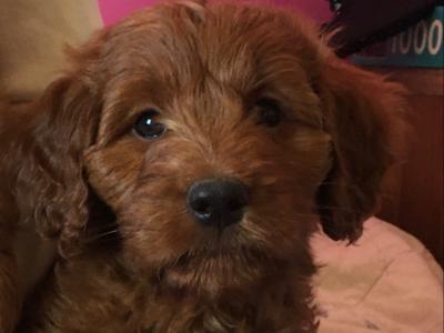 2 Miniature Irish Doodle puppies in Tipperary