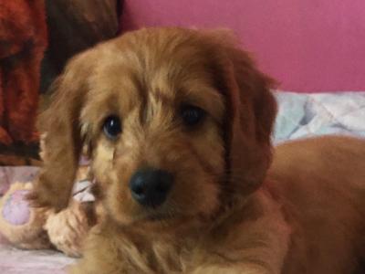 2 Miniature Irish Doodle puppies in Tipperary