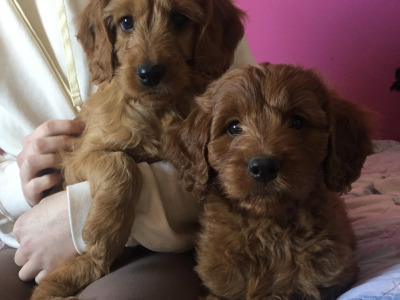 2 Miniature Irish Doodle puppies in Tipperary