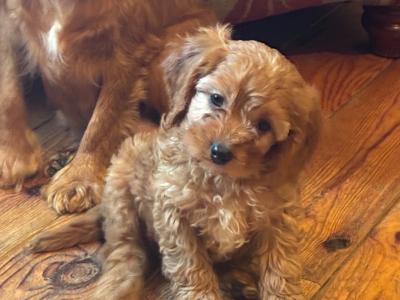 Beautiful Cavapoo puppies 🐶 in Wexford