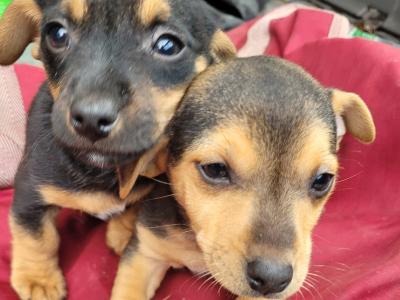 Black & Tan Miniature Jack Russell puppies 6 months old for sale in Tipperary
