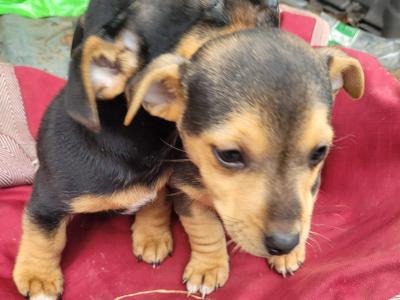 Black & Tan Miniature Jack Russell puppies 6 months old for sale in Tipperary