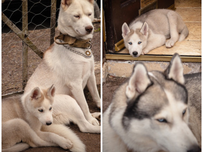 Beautiful Siberian Husky, Shiba Inu crossbreed puppies in Cork. Very unique and rare 🐾