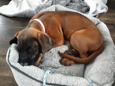 Female Baverian Mountain Hound 5½ years old in Tipperary