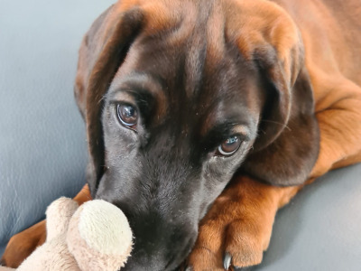 Female Baverian Mountain Hound 5½ years old in Tipperary