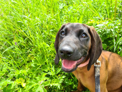 Female Baverian Mountain Hound 5½ years old in Tipperary
