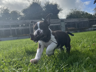 English Bulldog puppies for sale – 1 Male Left (Merle)