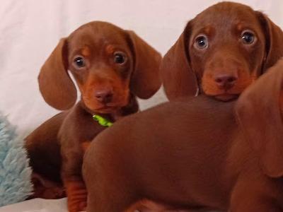 3 Handsome Short Haired Miniature Dachshund puppies in Kilkenny