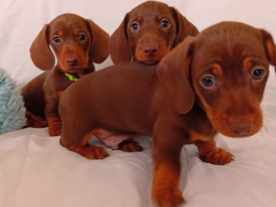 3 Handsome Short Haired Miniature Dachshunds Puppies