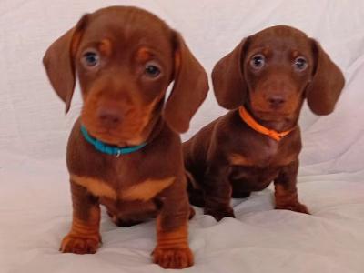 3 Handsome Short Haired Miniature Dachshund puppies in Kilkenny