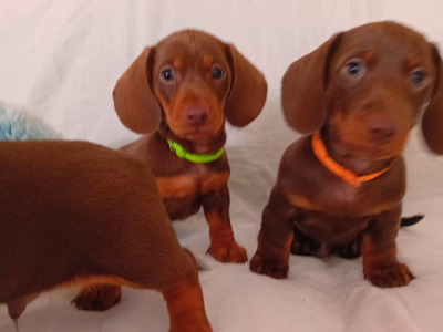 3 Handsome Short Haired Miniature Dachshund puppies in Kilkenny