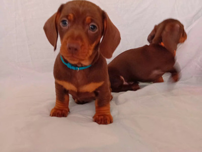 3 Handsome Short Haired Miniature Dachshund puppies in Kilkenny