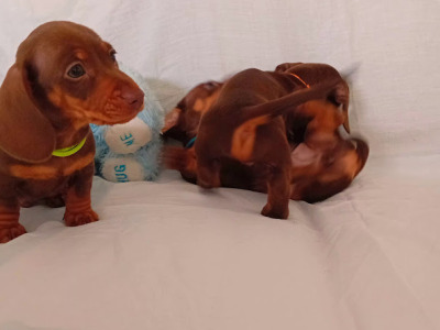 3 Handsome Short Haired Miniature Dachshund puppies in Kilkenny