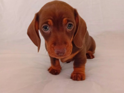 3 Handsome Short Haired Miniature Dachshund puppies in Kilkenny