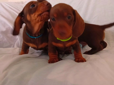 3 Handsome Short Haired Miniature Dachshund puppies in Kilkenny
