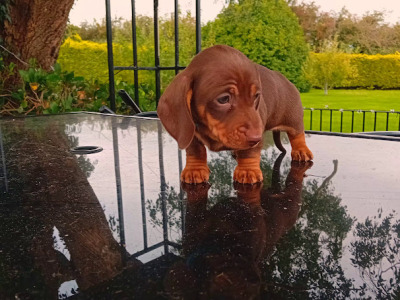 3 Handsome Short Haired Miniature Dachshund puppies in Kilkenny
