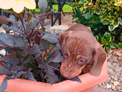 3 Handsome Short Haired Miniature Dachshund puppies in Kilkenny