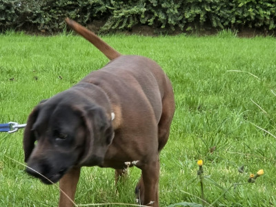 Female Baverian Mountain Hound 5½ years old in Tipperary