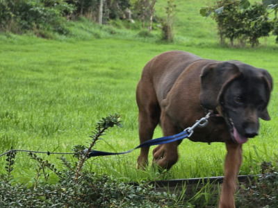 Female Baverian Mountain Hound 5½ years old in Tipperary
