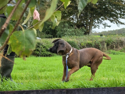 Female Baverian Mountain Hound 5½ years old in Tipperary
