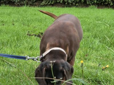 Female Baverian Mountain Hound 5½ years old in Tipperary