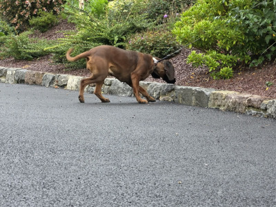 Female Baverian Mountain Hound 5½ years old in Tipperary