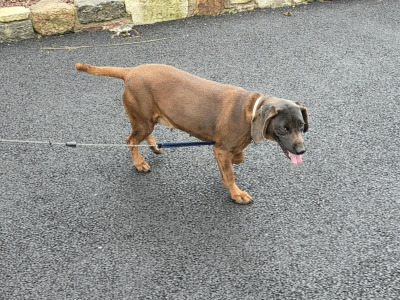 Female Baverian Mountain Hound 5½ years old in Tipperary