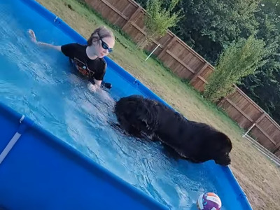 Pedigree male Newfoundland 19 months old in Tipperary. Champion bloodline 🏆, DNA tested parents 🧬