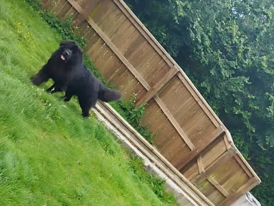 Pedigree male Newfoundland 19 months old in Tipperary. Champion bloodline 🏆, DNA tested parents 🧬