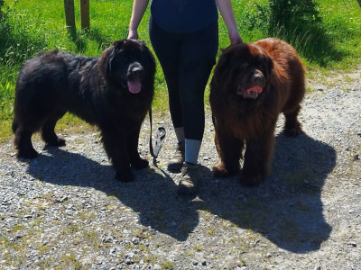 Pedigree male Newfoundland 19 months old in Tipperary. Champion bloodline 🏆, DNA tested parents 🧬