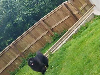 Pedigree male Newfoundland 19 months old in Tipperary. Champion bloodline 🏆, DNA tested parents 🧬