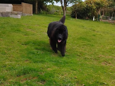 Pedigree male Newfoundland 19 months old in Tipperary. Champion bloodline 🏆, DNA tested parents 🧬