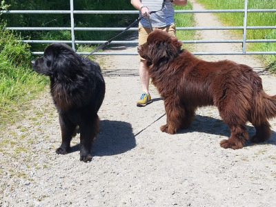 Pedigree male Newfoundland 19 months old in Tipperary. Champion bloodline 🏆, DNA tested parents 🧬