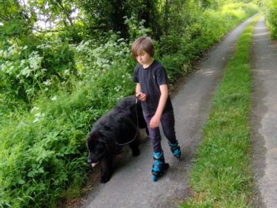Pedigree male Newfoundland 19 months old in Tipperary. Champion bloodline 🏆, DNA tested parents 🧬
