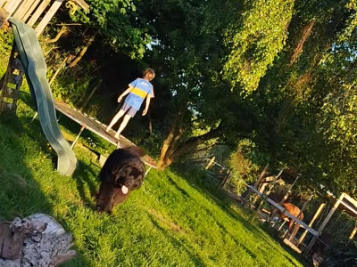 Pedigree male Newfoundland 19 months old in Tipperary. Champion bloodline 🏆, DNA tested parents 🧬
