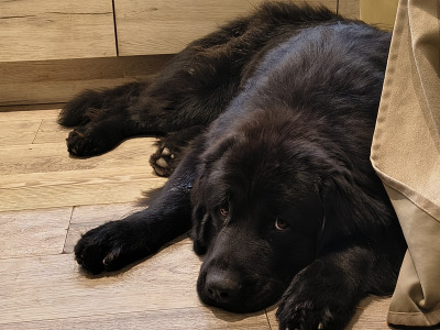 Pedigree Newfoundland, champion bloodline 🏆, DNA tested parents 🧬