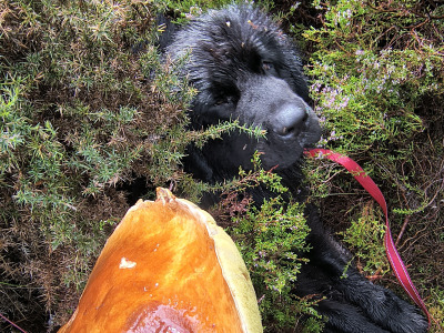 Pedigree male Newfoundland 19 months old in Tipperary. Champion bloodline 🏆, DNA tested parents 🧬