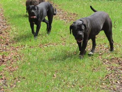 2 Cane Corso Sisters