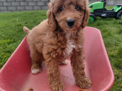 Striking red Cavapoo puppies in Kerry